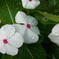 雨露に輝く白い花