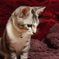 ねこたん1