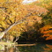 鳥沼公園１紅葉Ver