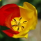 RED＆YELLOW
