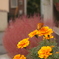 お花と蝶々
