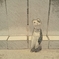 陽気なねこちゃん