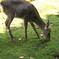 クサヲハム