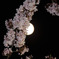 夜桜