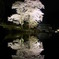 苗代桜 034
