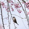 桜にスズメ
