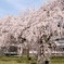 桜崩