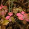 日光　河原の小さな紅葉