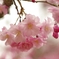 龍野城址の枝垂れ桜