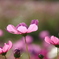 秋桜揺れて