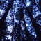 Peeping Blue