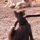 近所猫