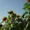 image009