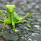 カマキリ