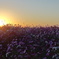 コスモスに沈む夕陽