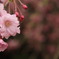 鶴舞公園2