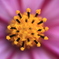 star in flower　