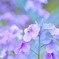 花の香り