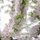 地元の桜