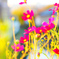 Cosmos