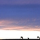 空と鹿