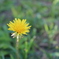 季節外れのたんぽぽ
