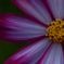 photo_1446371