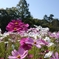 Cosmos