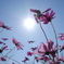 Cosmos