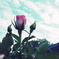 RIMG0773