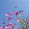Cosmos