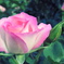 RIMG0788
