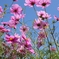 Cosmos