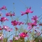 Cosmos