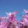 Cosmos