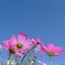 青空秋桜