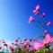 陽向秋桜