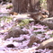 Battle on many cherry blossoms