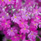 道端の花