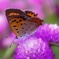 新規_1_新規_1_DSCF0136 (2)