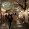 平野神社の夜桜