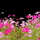 cosmos in universe