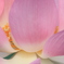 はすあっぷ