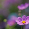Cosmos