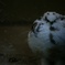 Svalbard Ptarmigan