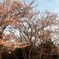 朝桜