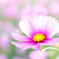 秋を象徴する花