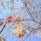 観覧車と桜