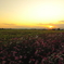 autumn gradation