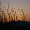 すすきと夕日